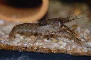 Procambarus youngi