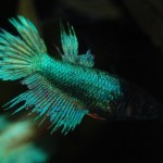 Betta splendens Crown