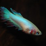 Betta splendens Crown