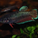 Betta splendens