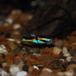 Endler Guppy