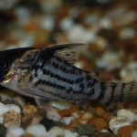 Corydoras schwartzii