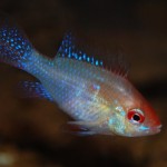 Mikrogeophagus ramirezi