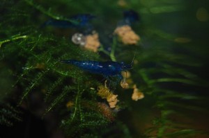 Neocaridina davidi Blue Dream