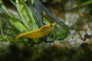 Neocaridina davidi Yellow Fire Neon