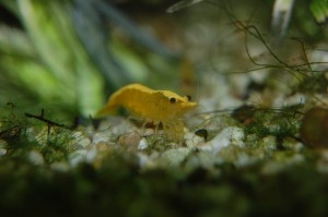 Neocaridina davidi Yellow Fire Neon